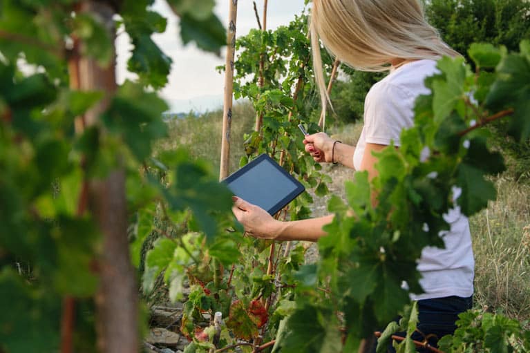 woman in vineyard