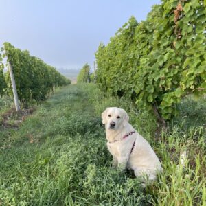 Lola at Shady Lane Cellars