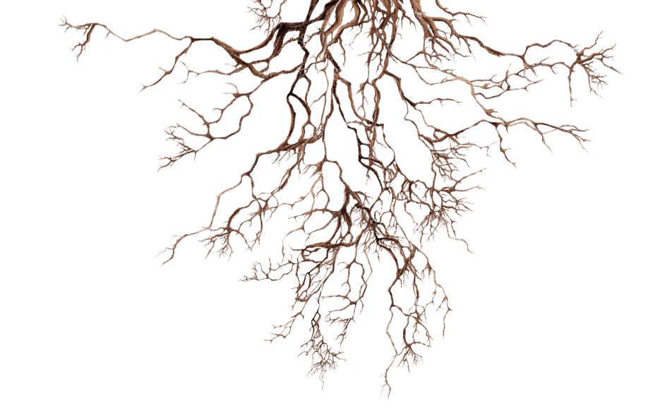 these roots go deep